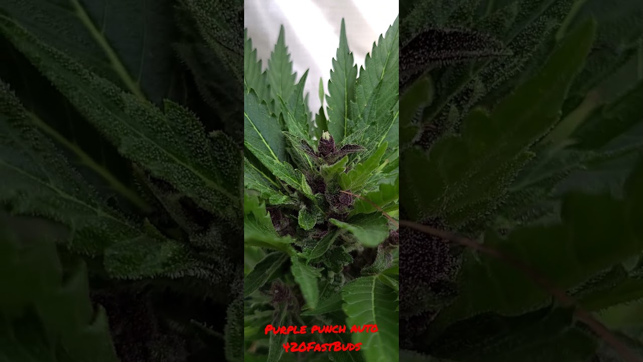purple punch 420FastBuds  #autoflower