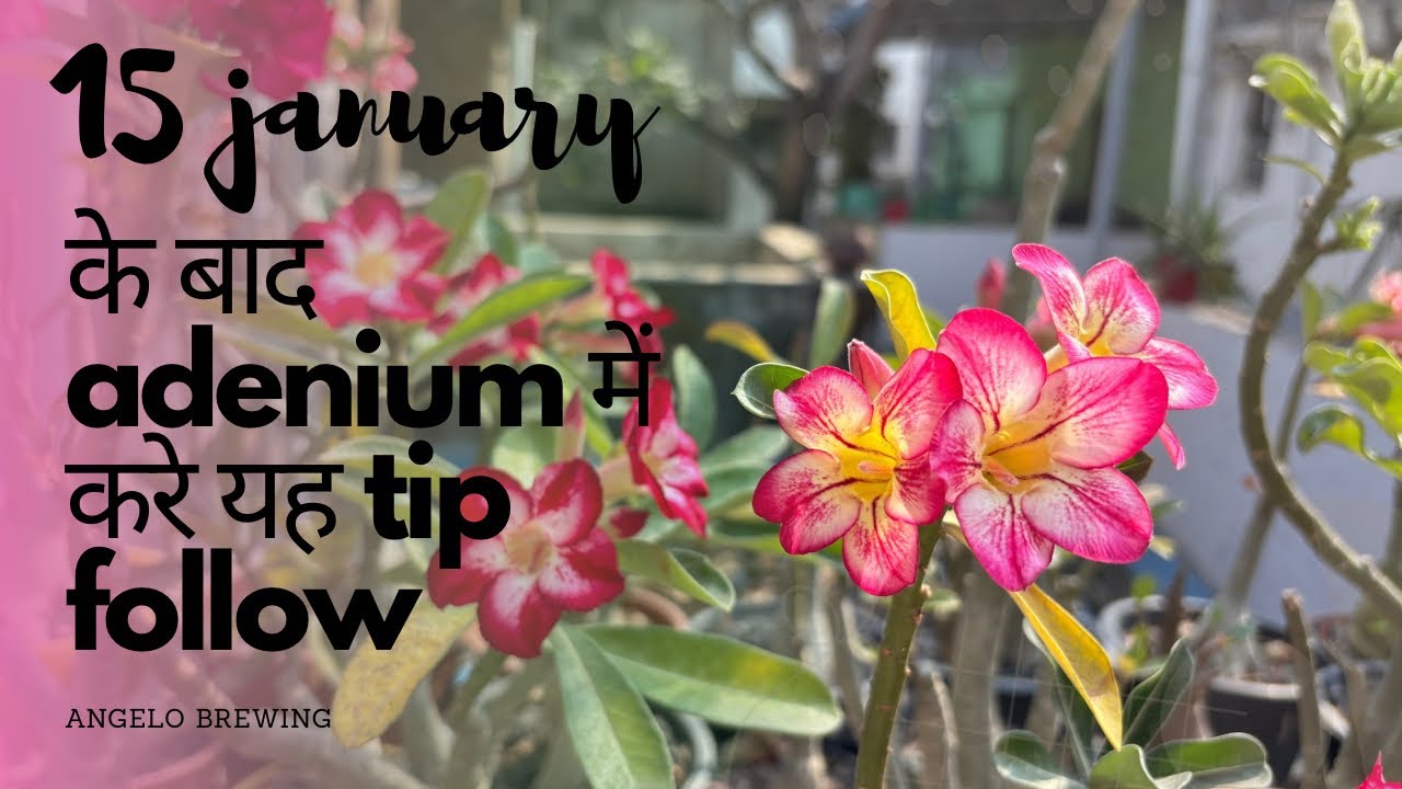 15 january के बाद adenium में यह काम ज़रूर करे!!!