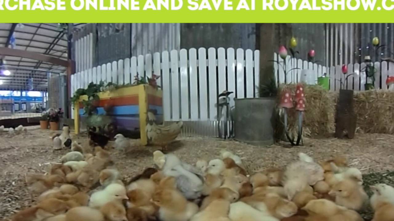 Rise 'n' Shine from the Animal Nursery 360 at the Royal Melbourne Show