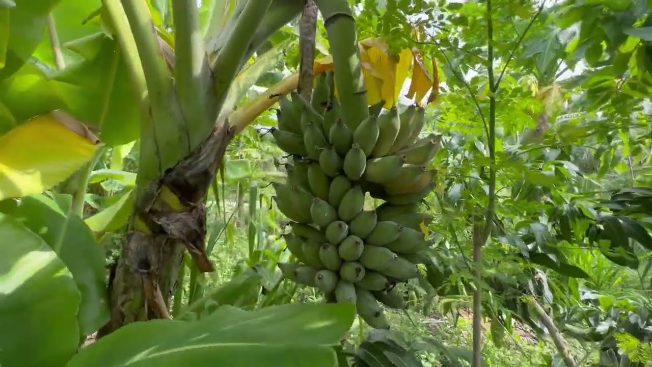 From Bananas to Mangoes - Ecological Succesion in Syntropic Agroforestry