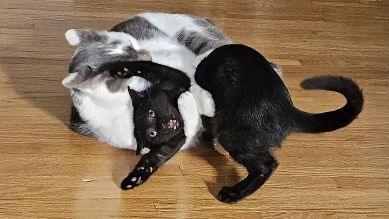 Уморительные коты, которые дурачатся везде 🤣 НОВЫЕ смешные видео с котами