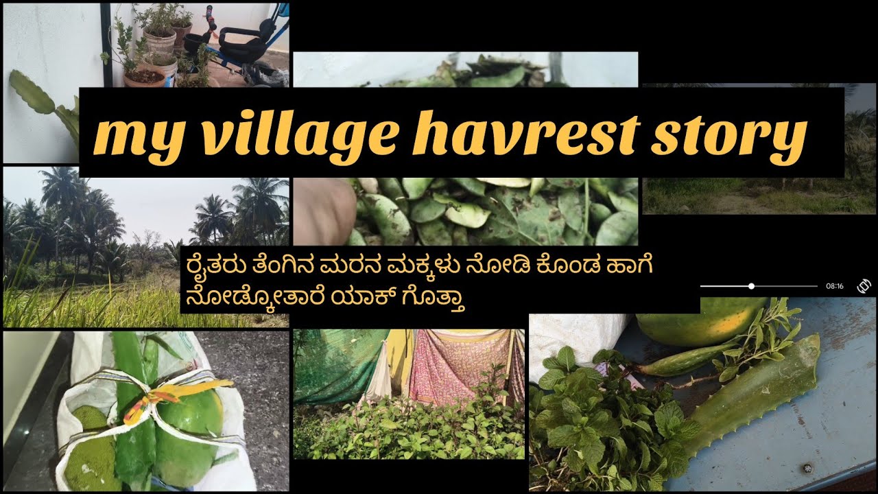 Vlog 3 .my village havrest story. 5 ವರ್ಷ ನಾವು ನೋಡುದ್ರೆ ನಾವು ಇರಿವರೆಗೂ ಇವ್ರೆಲ್ಲಾ ನಮ್ಮನ ಕಾಯುತ್ತೆ. ಈ