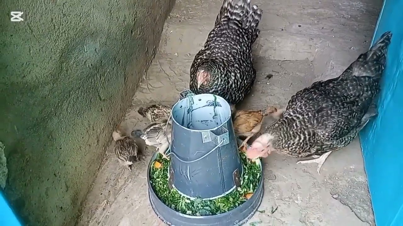 Village life, Slow living & Chicken feeding from my kitchen garden.#farming #dragonfruitfarm #garden
