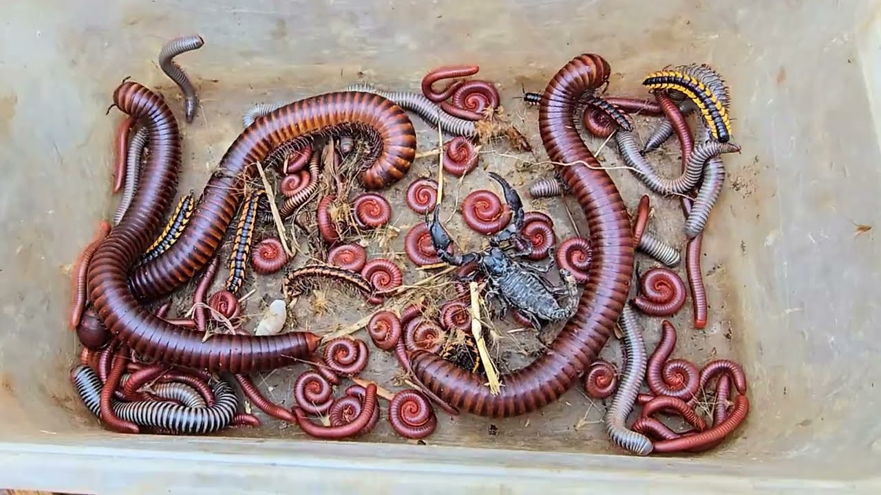 Search And Catch a Giant Millipede, Scorpion, Small Red Millipedes And Spotted Millipedes 