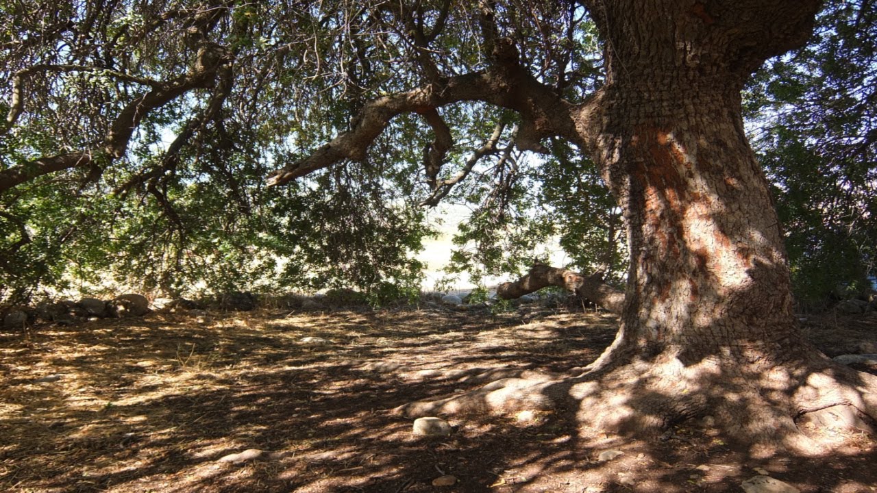 Terebinth Trees and Their Significance in the Bible