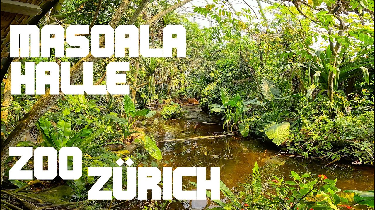 ZOO ZÜRICH - MASOALA HALLE - 4K