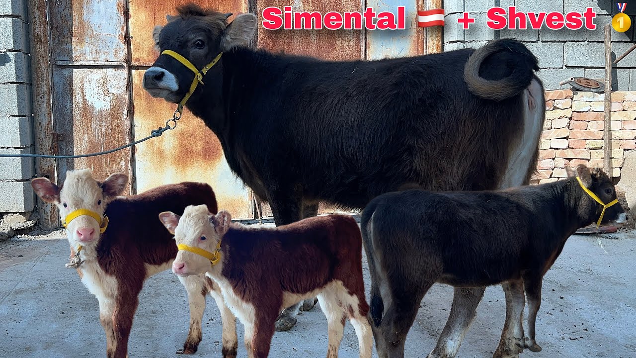 Smental 💥 + Shvet 🥇 G'unojinlar Orginallari 🔥 || Abduqodir Akadan Yangisi ✅