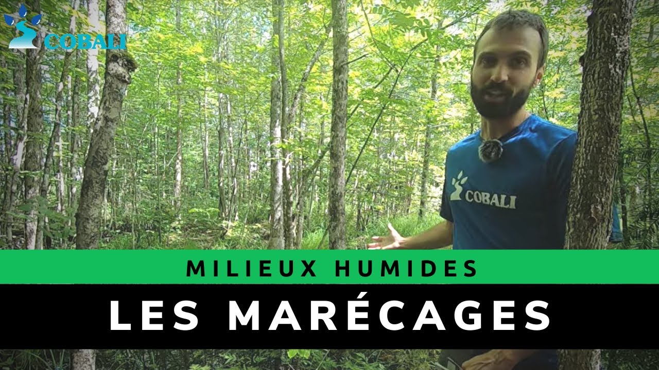 Mieux connaître et identifier les milieux humides - Les marécages
