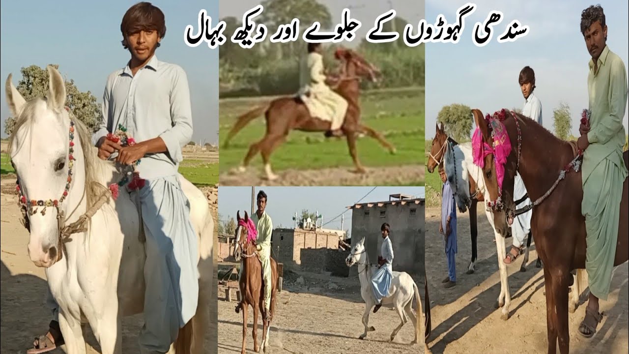 Sindhi horse ki Race k bad dekh bhal