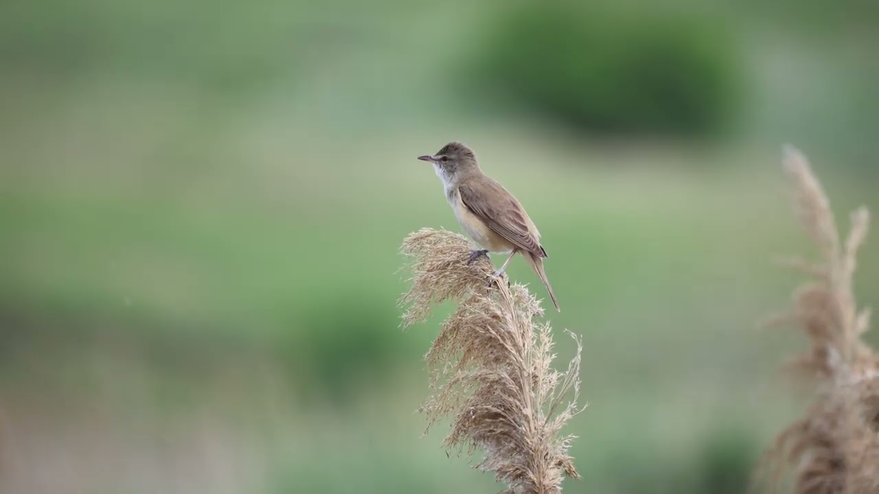 Тростниковая камышовка (лат. Acrocephalus scirpaceus) &mdash; певчая птица семейства Камышовковые.