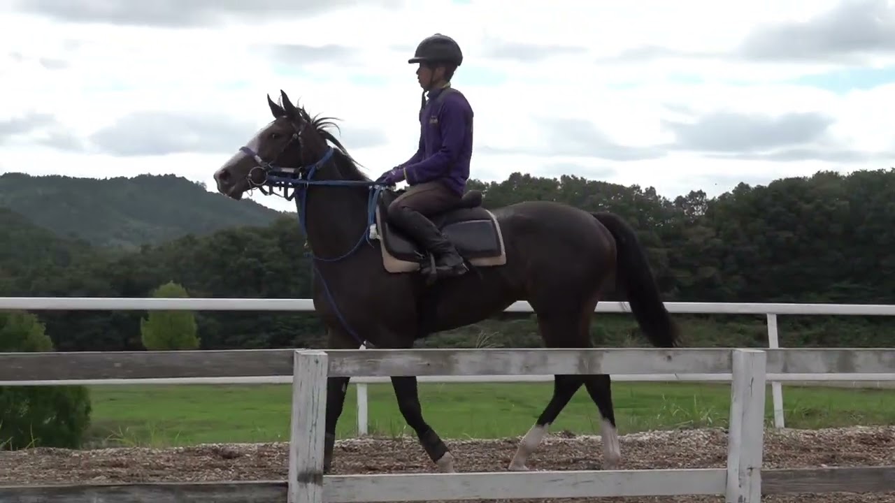 ヘレナモルフォの22 202409 2