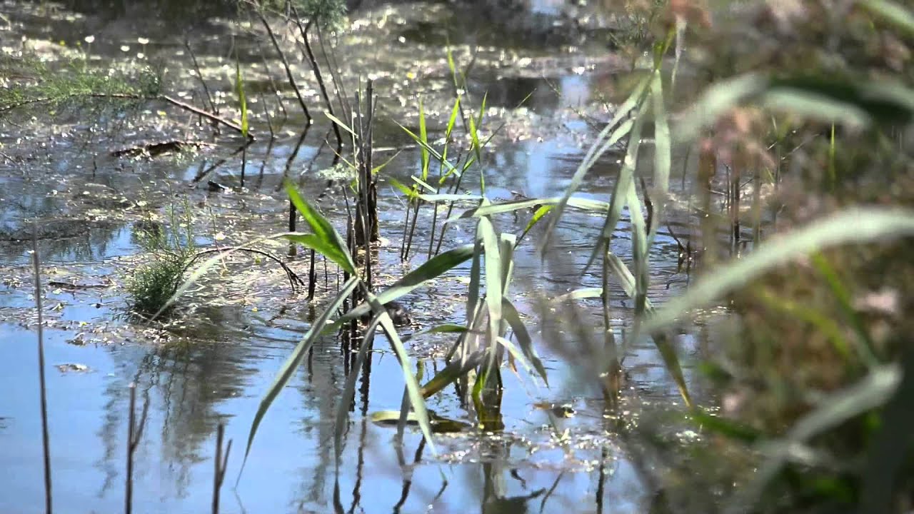 Curiosidades de Doñana