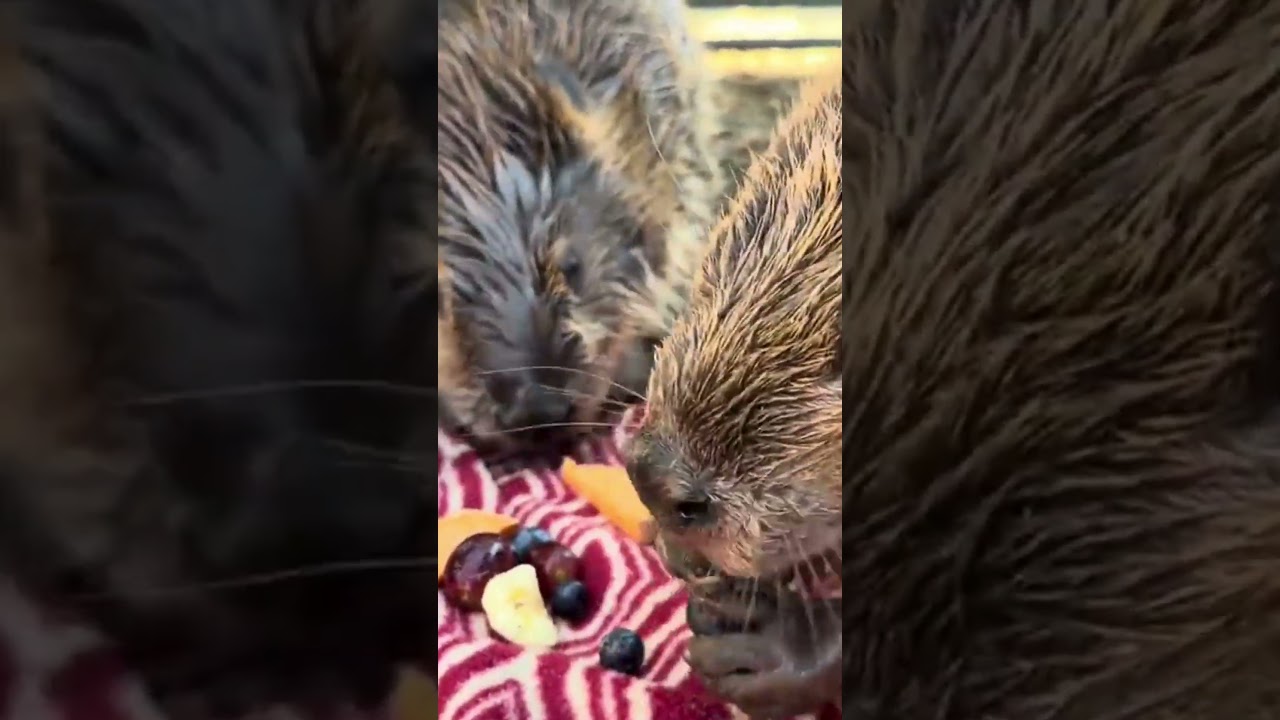 Snack time at Something Wild 🫐 #beavers #cuteanimals #wildliferehab