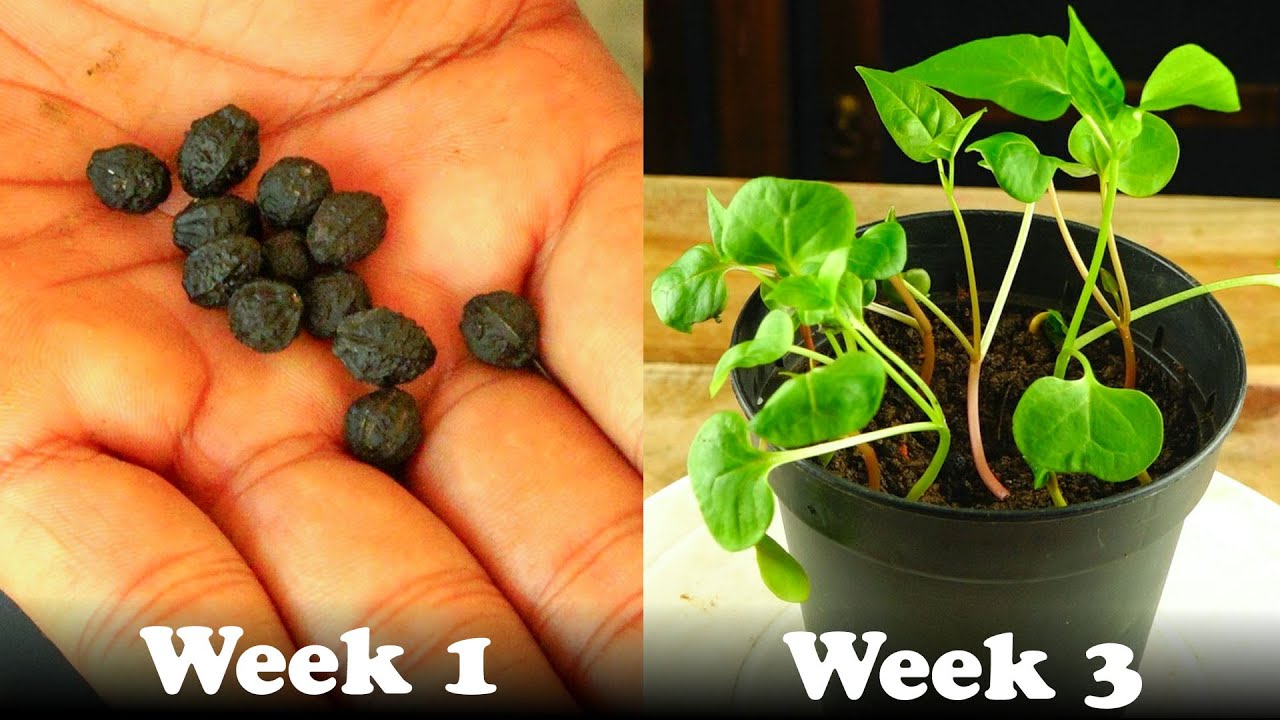 How To Grow Mirabilis Jalapa From Seed