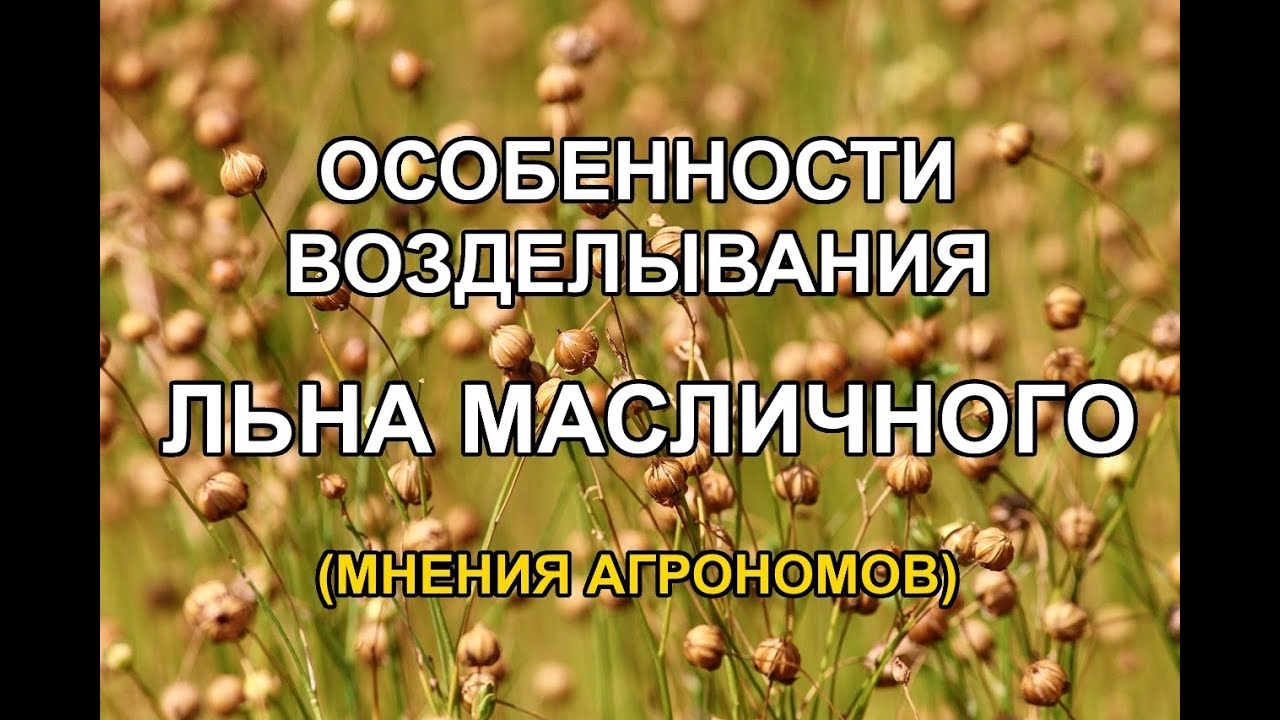 Лен масличный - технология возделывания