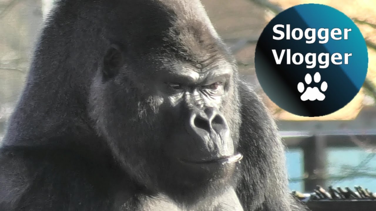 It's Oumbi's The Silverback Gorillas Turn To Enjoy Some Ice