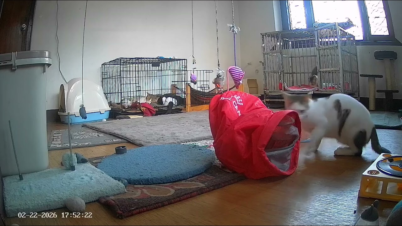 Highlights from the Special Needs Kitten Room ( 22nd Feb , 2026 II) #catsofyoutube 😸🐈‍⬛