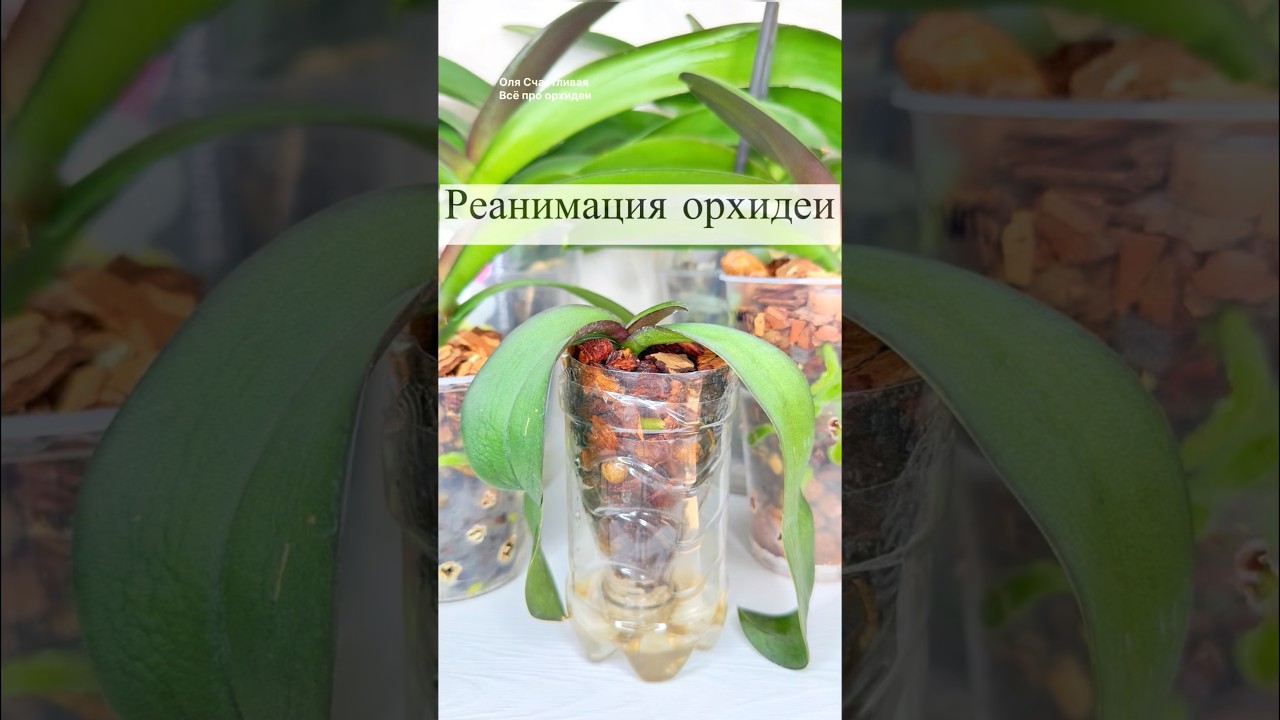 Реанимация орхидеи с маленьким корнями и с вялыми листьями #реанимацияорхидей #спастиорхидею #орхи