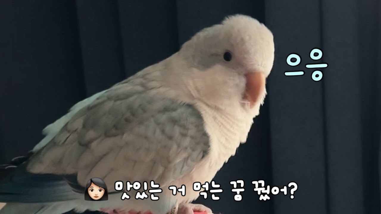 🐦 난 지금 배 안 고파. 누나나 가서 밥 먹어~
