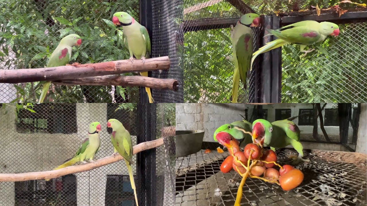 Raw Parrot Ki Breed Kese Lien | Raw Parrots Breeding Tips and Tricks | M Birds