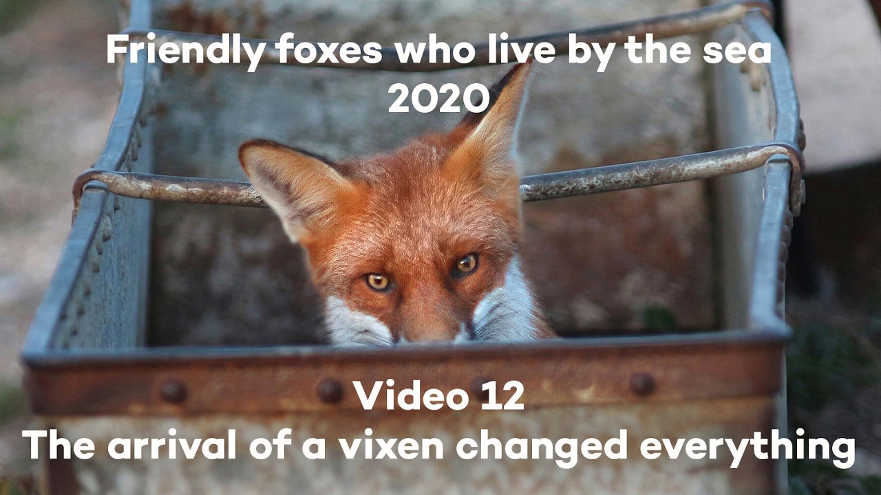 The arrival of a vixen changed everything