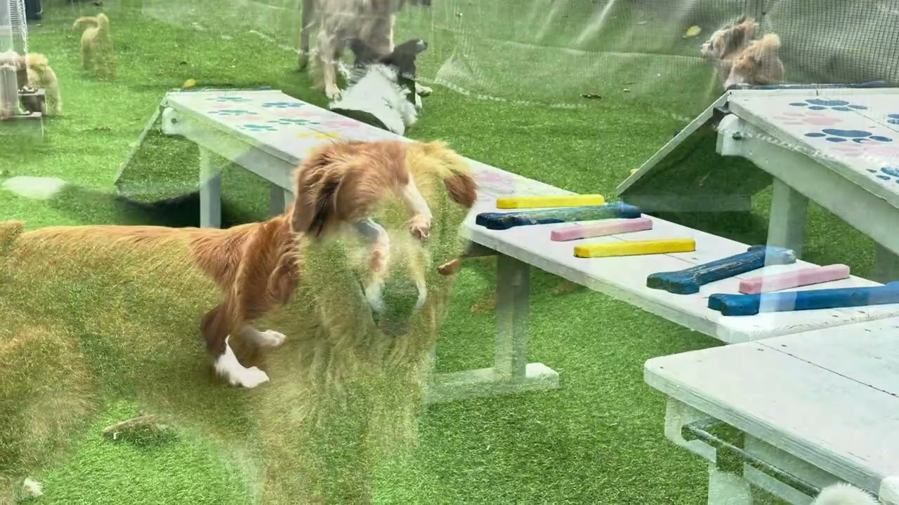 Happy dog                          2026年2月24日