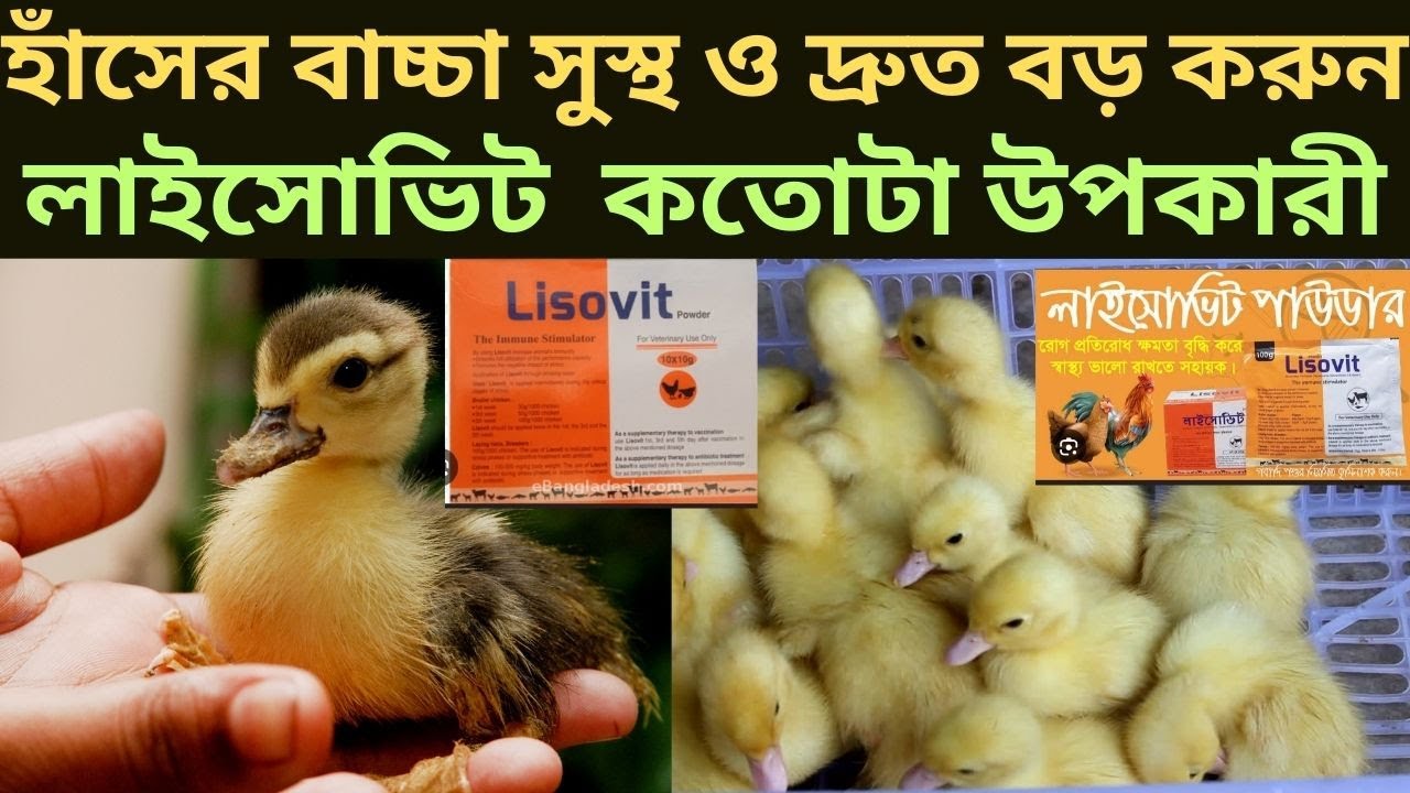 হাঁস এর বাচ্চা সুস্থ রাখার জন্য লেবু লাইসোভিট অনেক গুরুত্বপূর্ণ#Lysovit very useful  for duckling