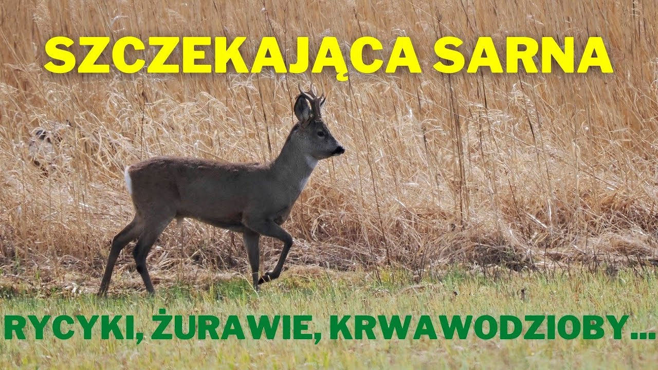 Szczekająca sarna, rycyki, żurawie, krwawodzioby