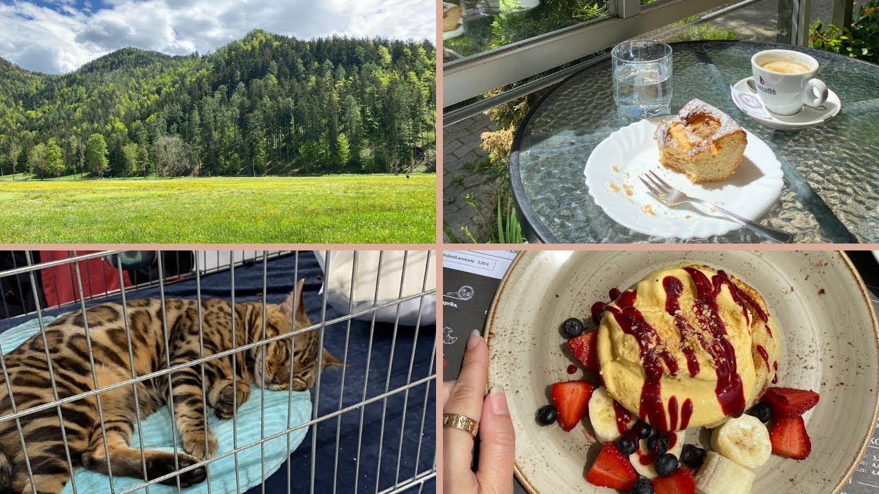 Hrana 😋, razstava mačk, knjige, izlet na Jezersko / Vlog #8