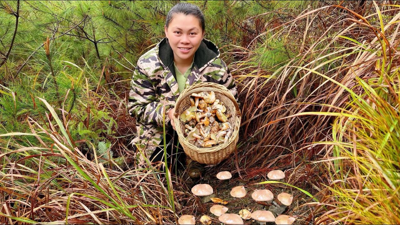 進山摘了很多蘑菇，回家拿塊肉一起炒，加堆辣椒巨下飯歐妹吃到飽 I picked a lot of mushrooms today