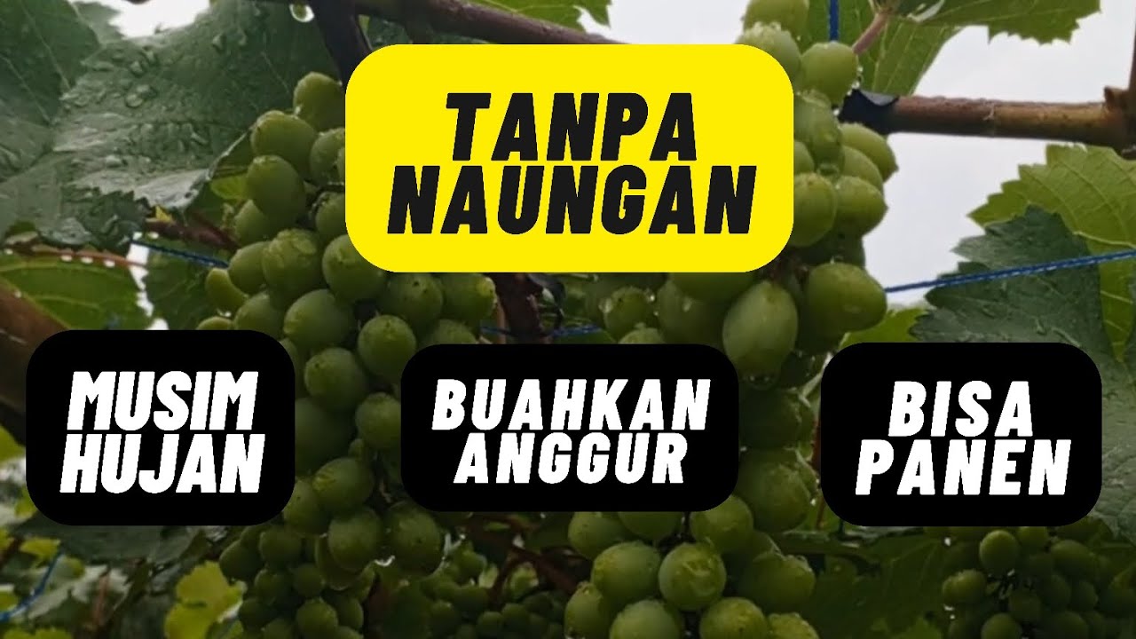 MEMBUAHKAN ANGGUR DI MUSIM HUJAN TANPA NAUNGAN | ANGGUR GENJAH ‼️‼️