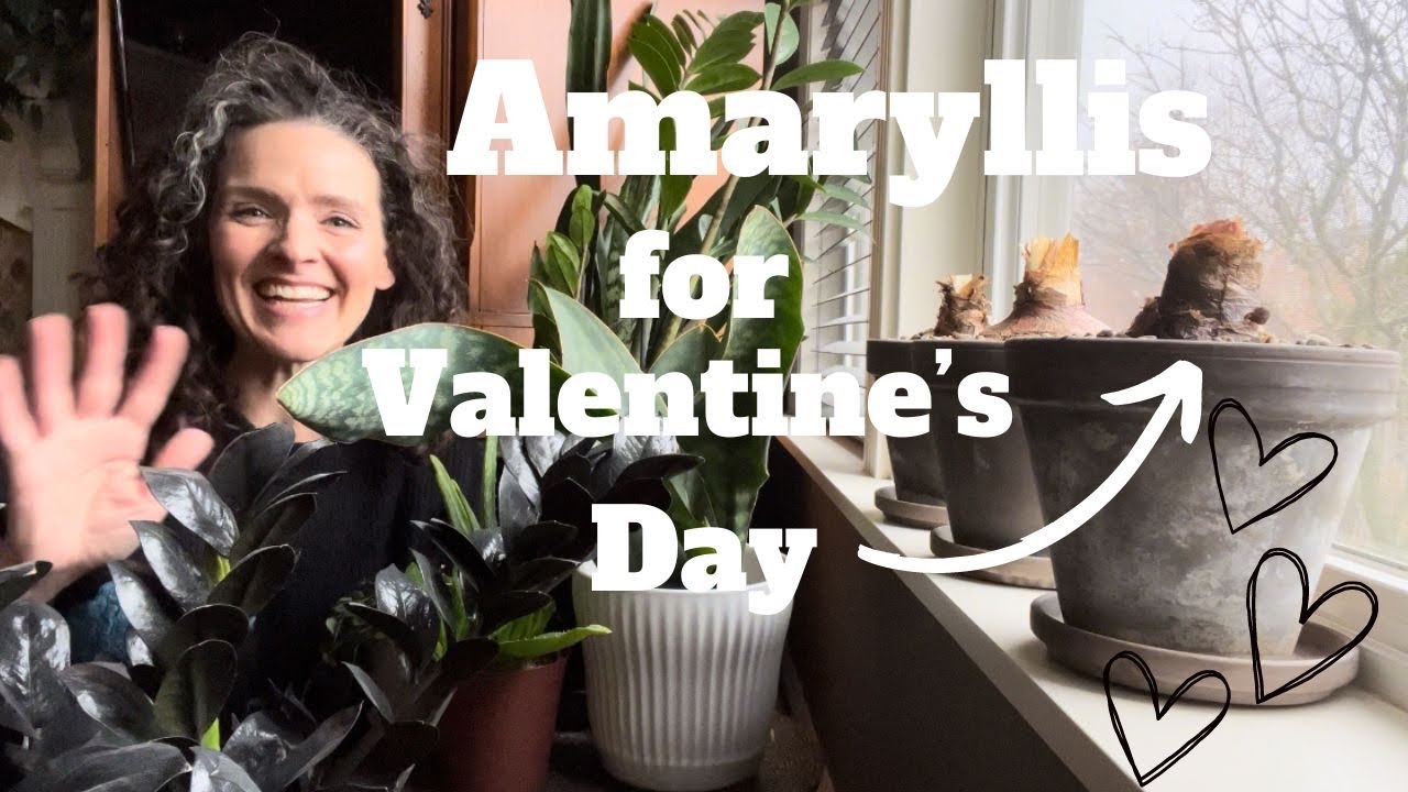 Forcing Last Year&rsquo;s Amaryllis Bulbs for Valentine&rsquo;s Day | Here She Grows