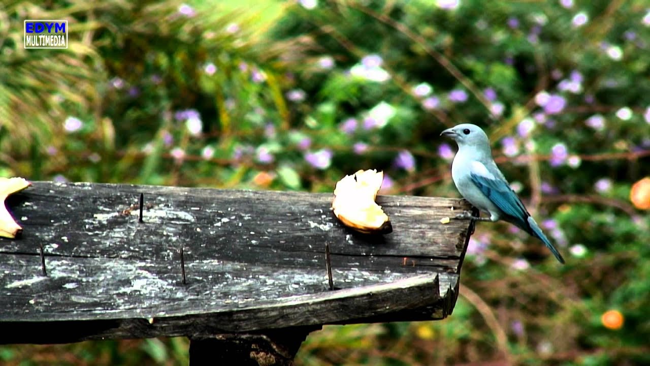 Trhaupis episcopus * Blue-grey Tanager