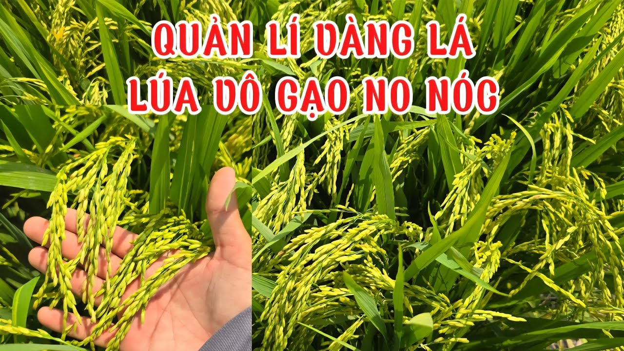 QUẢN LÍ VÀNG LÁ-LÚA VÔ GẠO NO NÓC, GIỮ LÁ XANH TỚI CẮT, NĂNG SUẤT CAO#quytrìnhifarm#QuânTrồngLúa