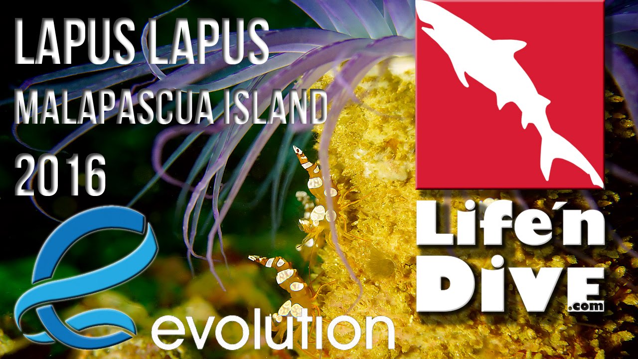 Diving Malapascua - Lapus Lapus