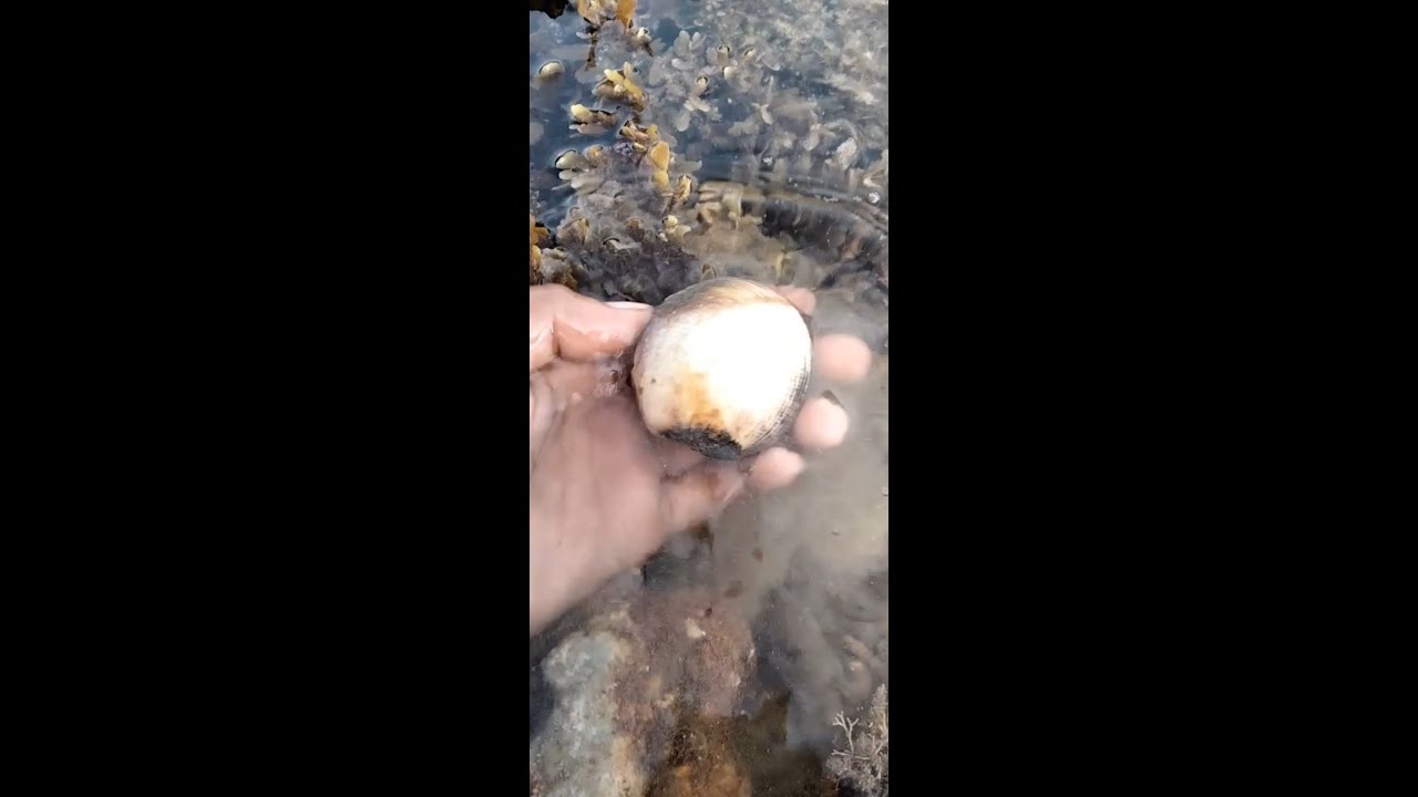 Find&Catch Sea Clam 🦪 #shorts