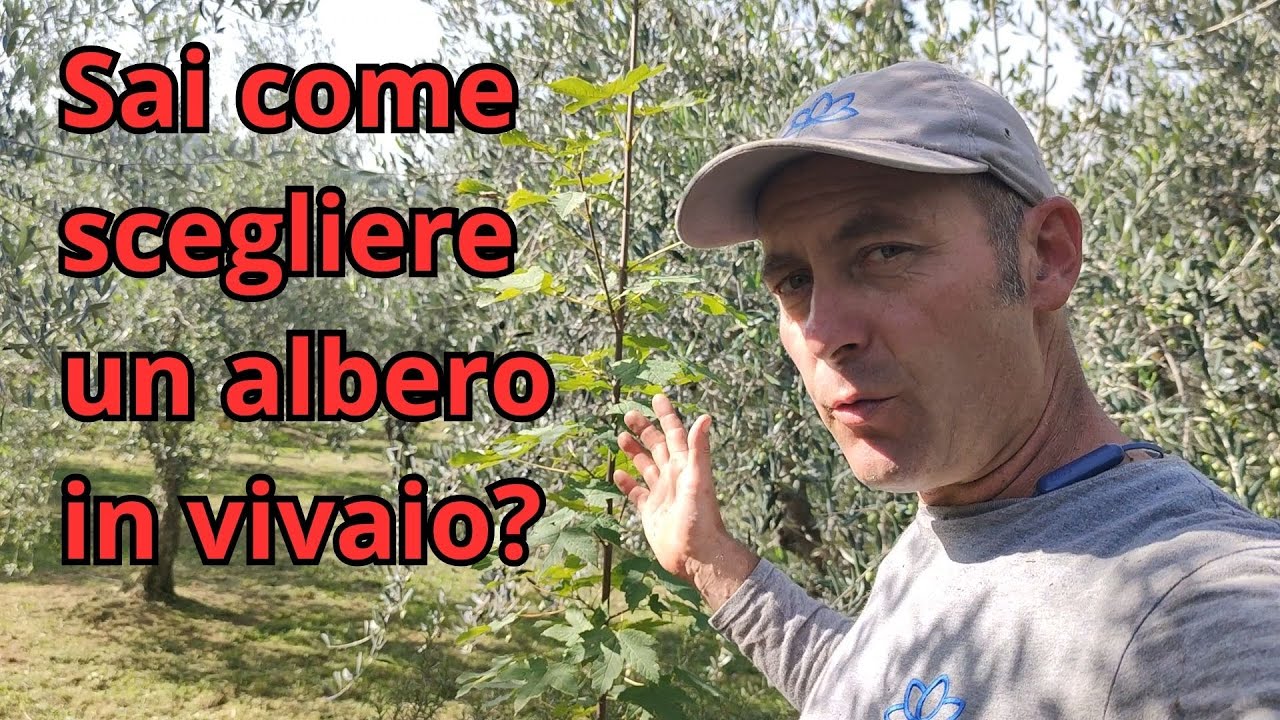 Il segreto nella scelta degli alberi in vivaio