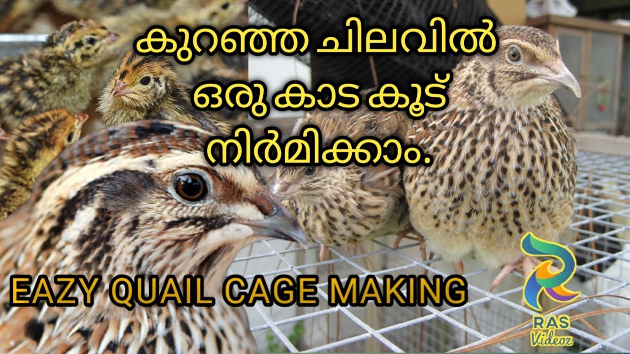 Kada koodu making malayalam | കാട കൂട് നിർമാണം | Quail cage making malayalam | RAS Videoz