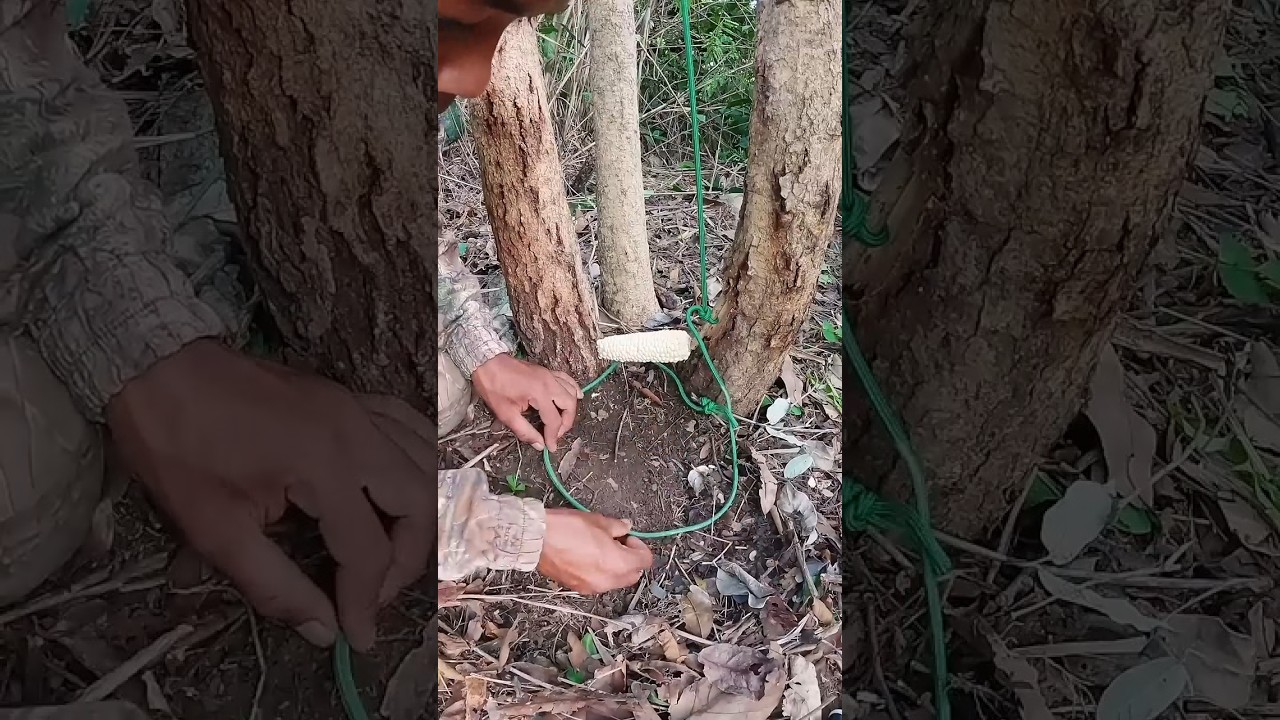 Traps monkeys #alanhoutdoors #trap #bushcraft