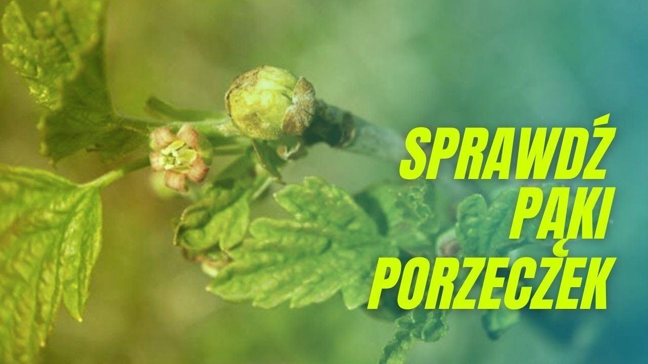 Wiosną sprawdź pąki porzeczek. Wielkopąkowiec porzeczkowy