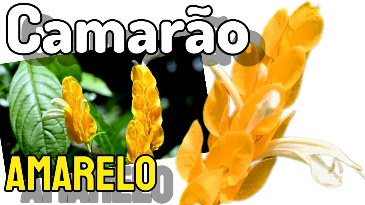 COMO CULTIVAR e CUIDAR da Planta CAMAR&Atilde;O-AMARELO