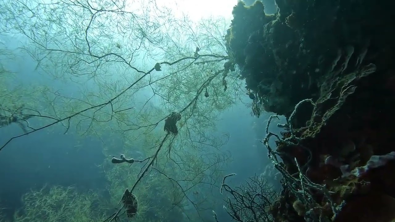Underwater Paradise @dmdavevideosouthernleyte927