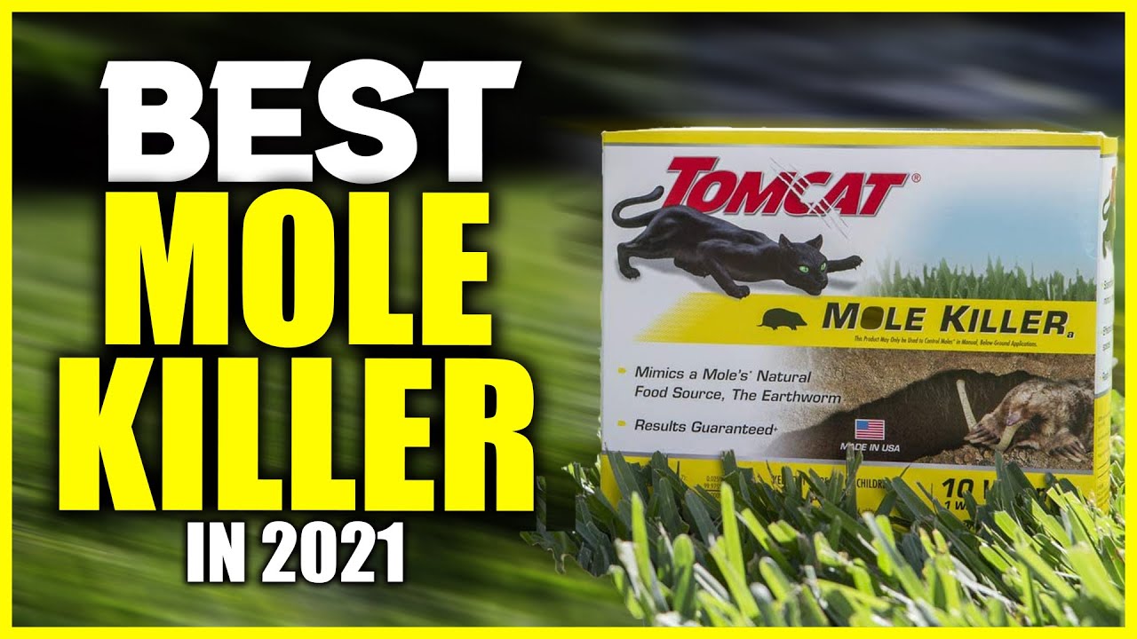 Top 5 Best mole killer safe for dogs | Best mole killer traps | Best commercial mole killer