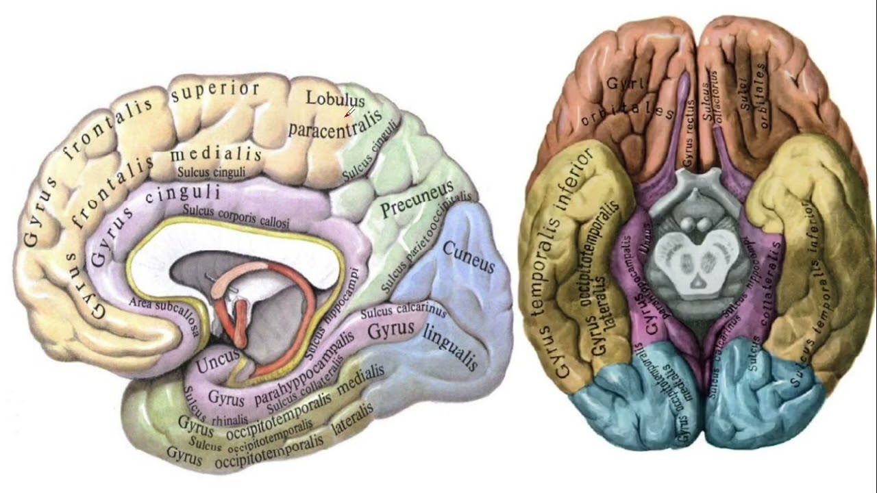 Oxirgi miya  - Telencephalon II Science of medicine