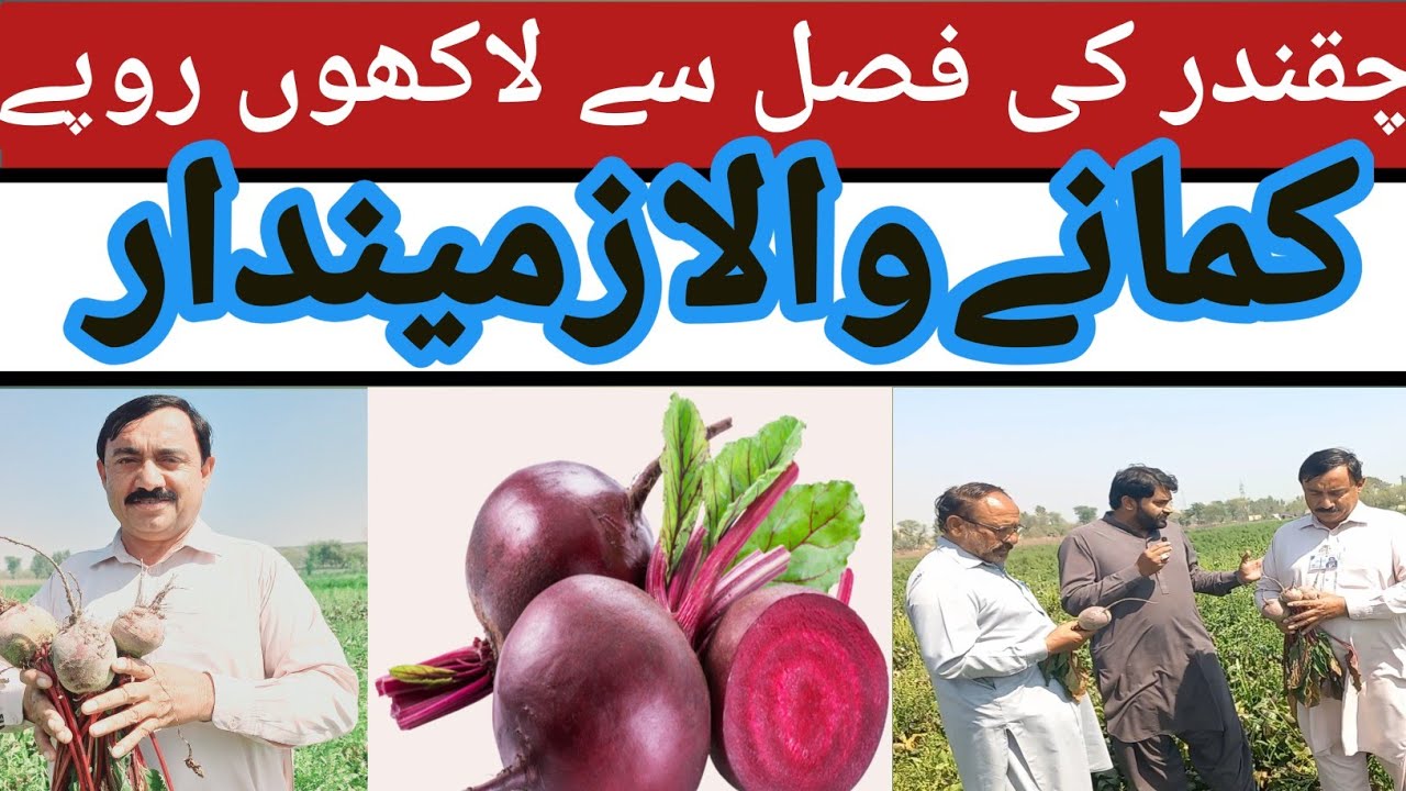 Chqandr ki fasal sy lakhon rupy kmany wal zamindar#agriculture #beetroot #ptato #farming #farming 