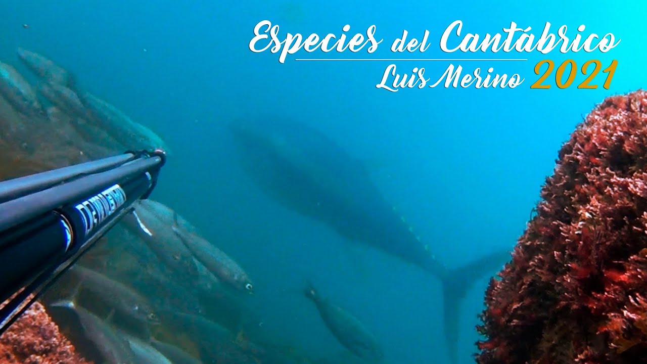 Especies del Cantábrico, Luis Merino 2021