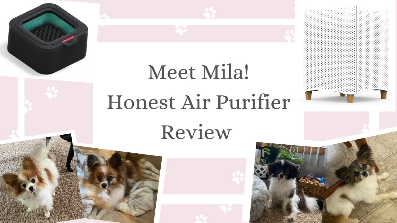 Cat's Canines ~ Our Honest review of the Mila air purifier