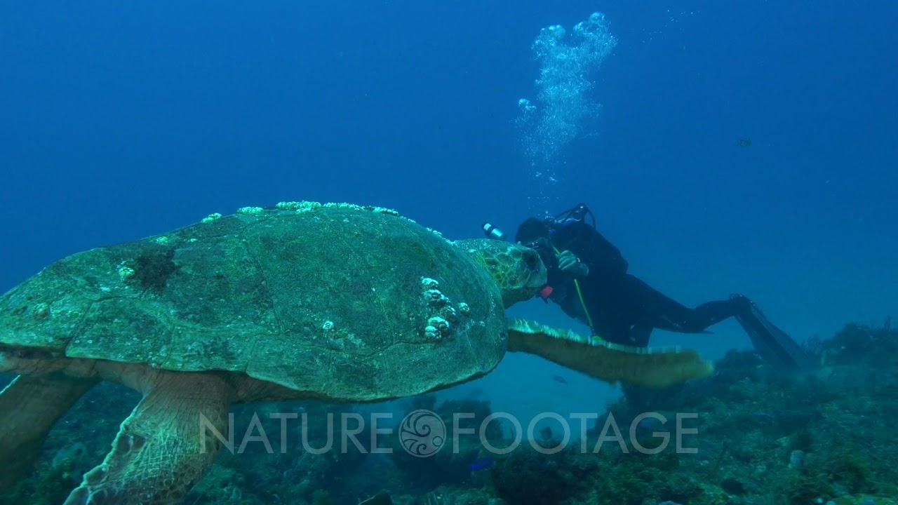 A Giant Loggerhead Sea Turtle (Caretta caret) Swims over Deep Reefs of Florida's Treasure Coast