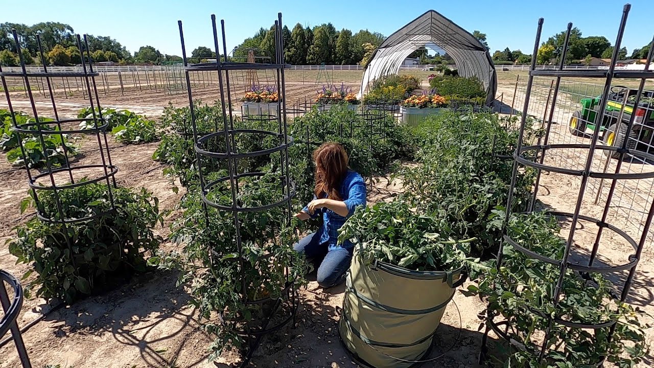 Pruning Overgrown Tomato Plants with Garden Answer