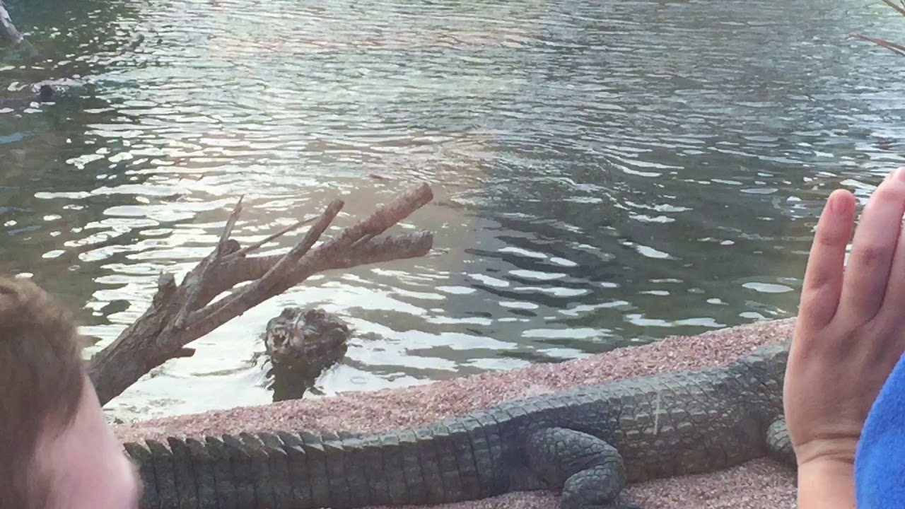 Cómo dan de comer a los cocodrilos en el oceanografic Valencia